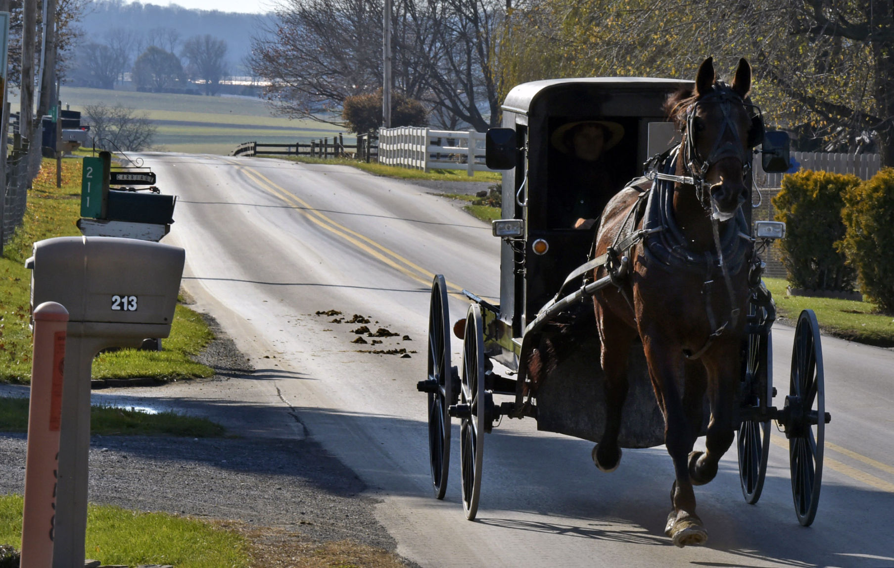 Horse Manure